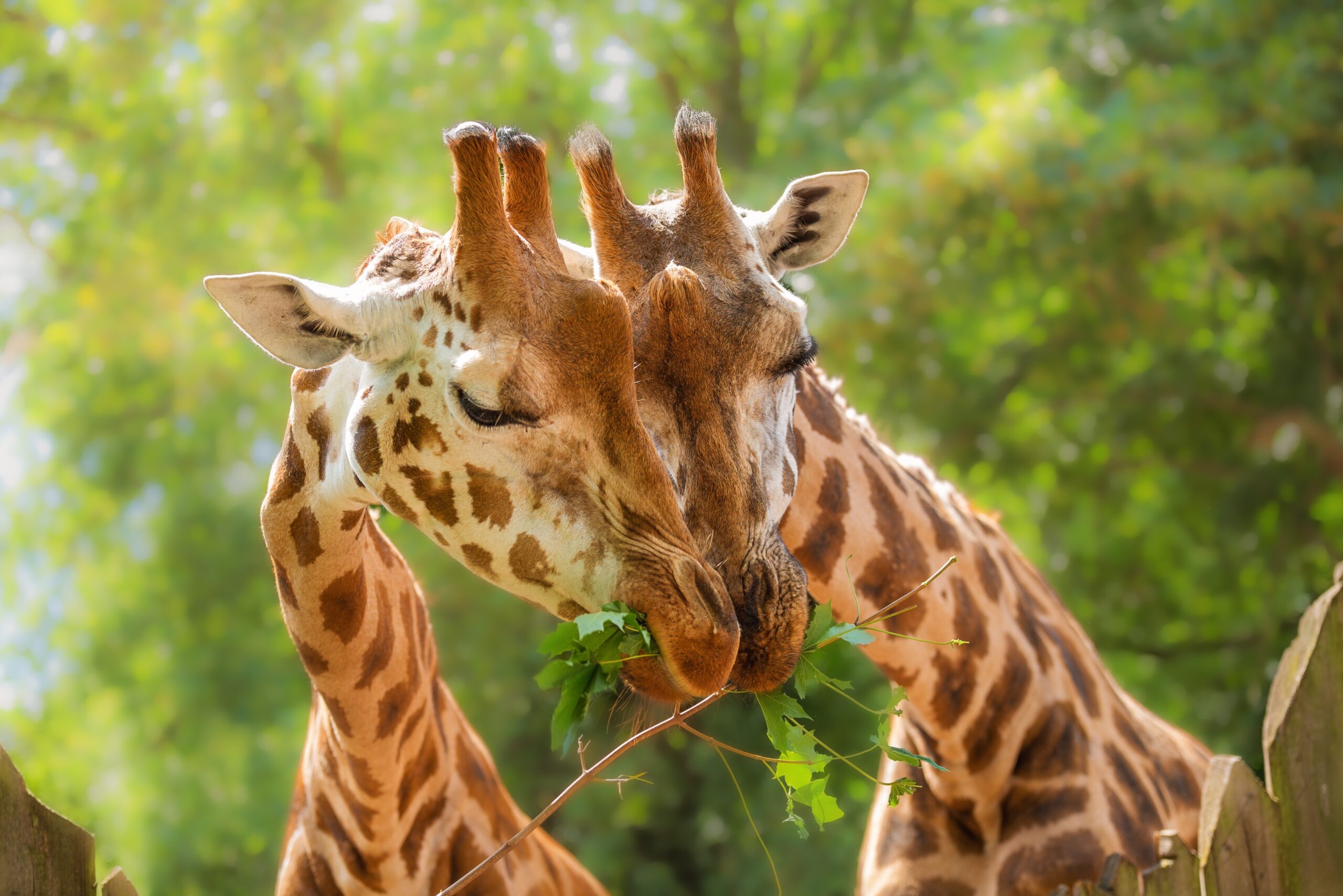 Hobelté - Ritorno al Passato