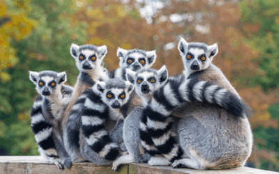 Sudafrica e Madagascar