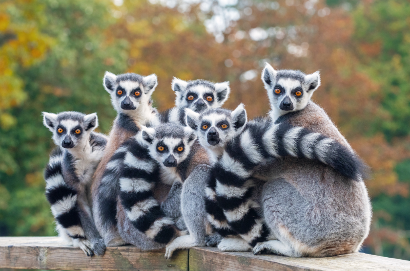 Sudafrica e Madagascar