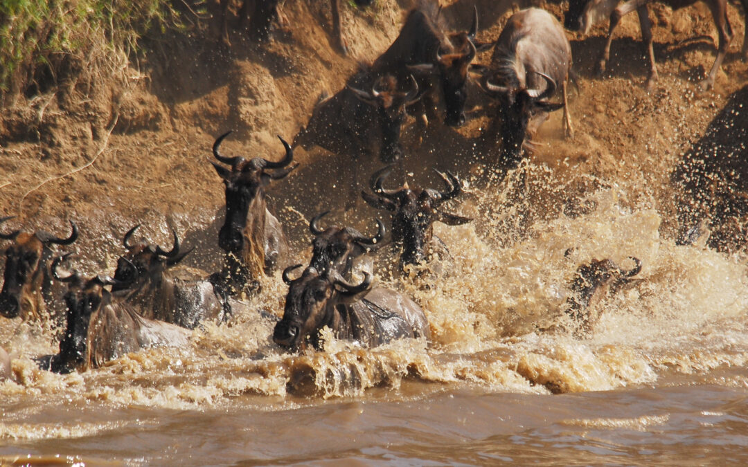 Tanzania La Grande Migrazione