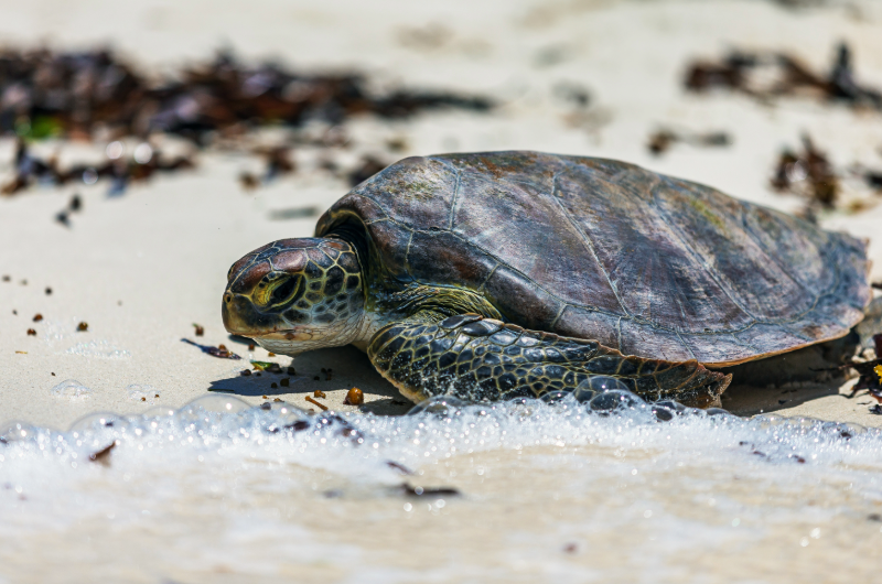 Seychelles 4 - Esperienza Turismo - ©Pmpromotion